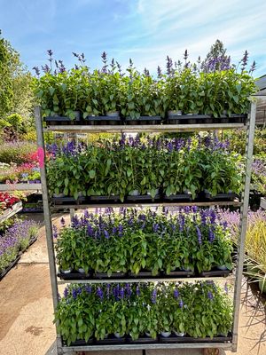 Salvia (Salie) OP=OP Salvia (Salie) OP=OP
