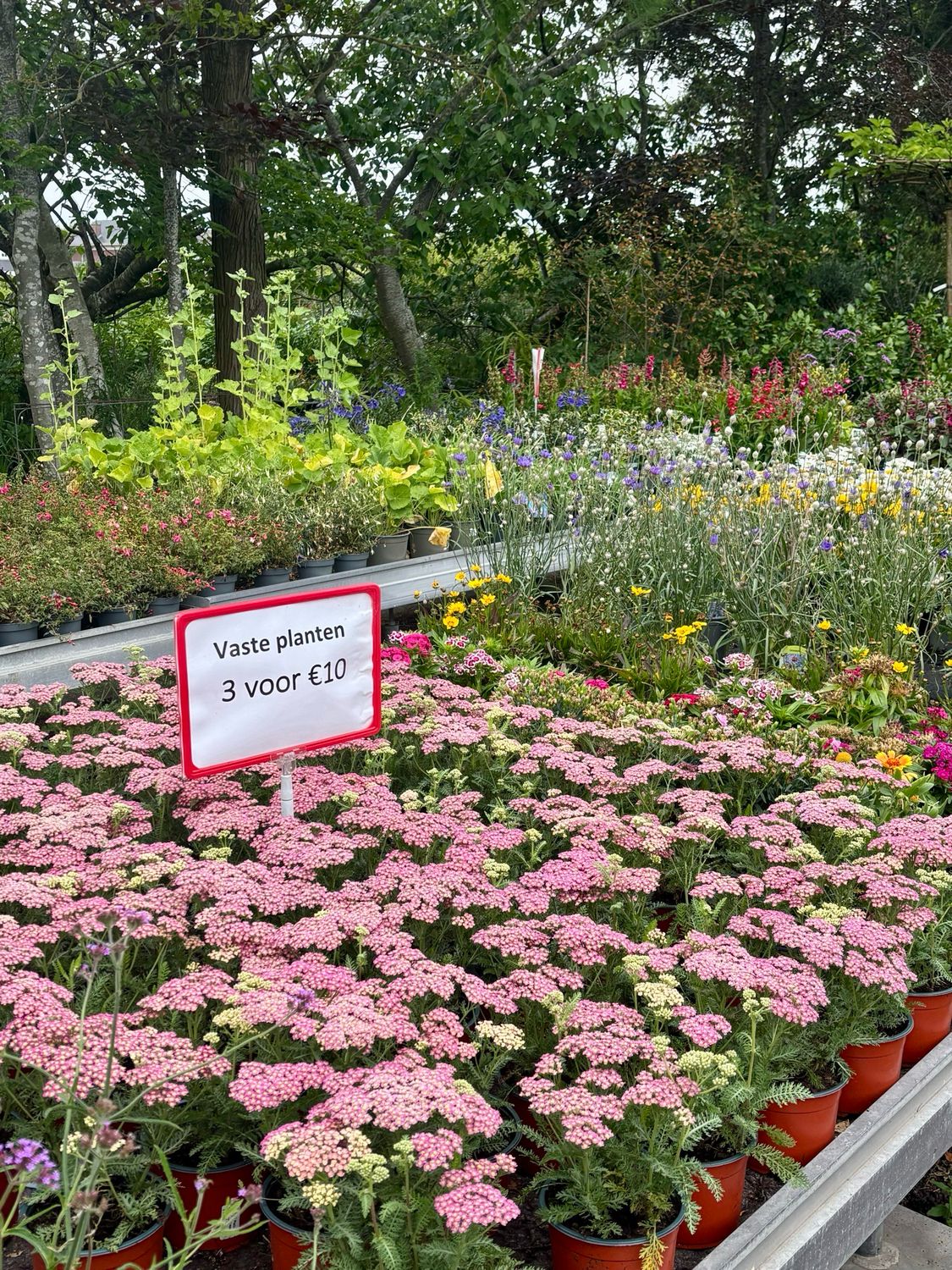 Achillea (Duizendblad) 3 voor €10 OP=OP Achillea (Duizendblad) 3 voor €10 OP=OP