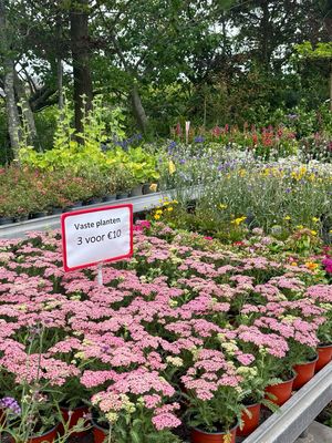 Achillea (Duizendblad) 3 voor €10 OP=OP Achillea (Duizendblad) 3 voor €10 OP=OP