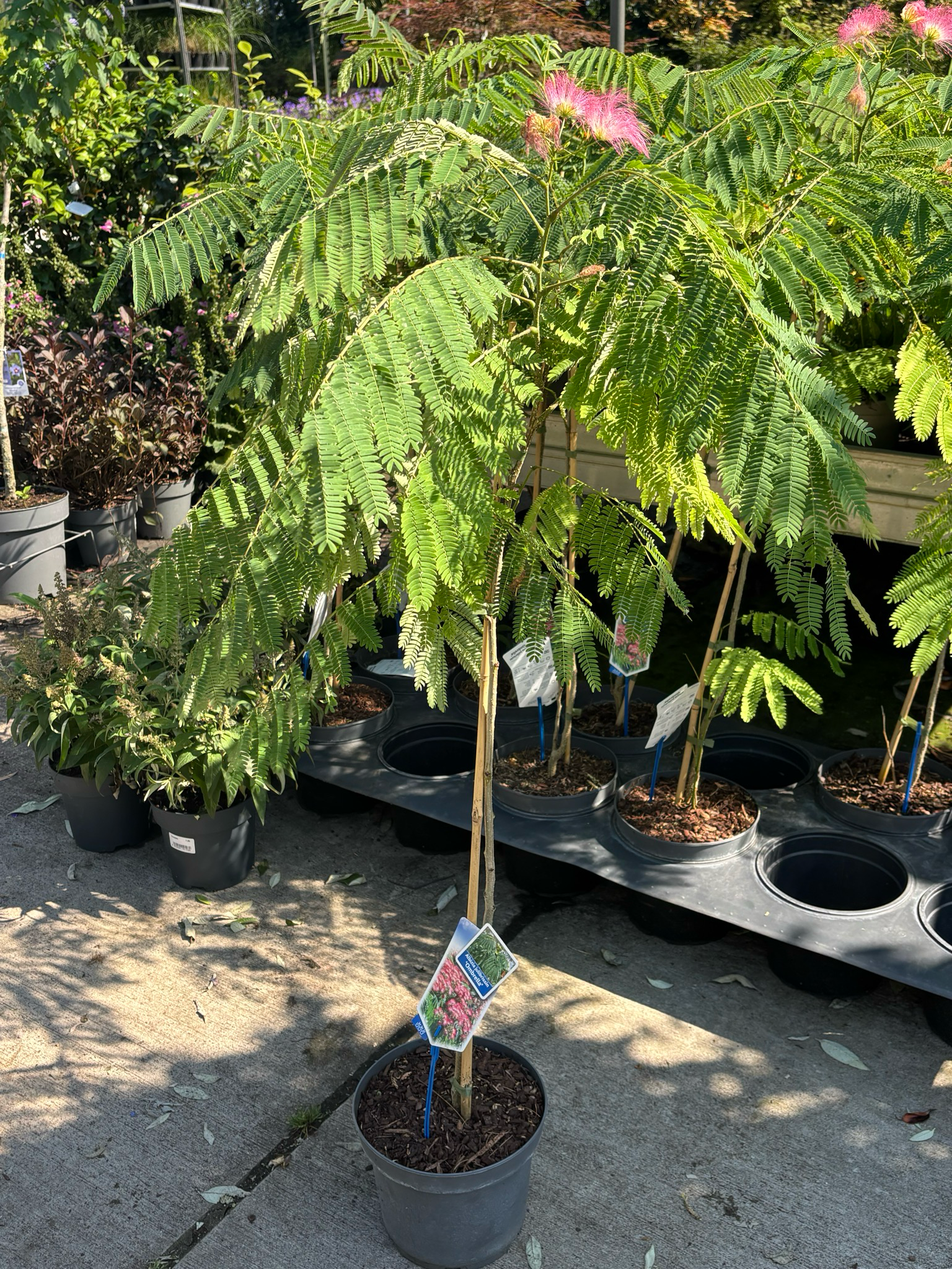 Albizia julibrissin Ombrella (Perzische Slaapboom) OP=OP
