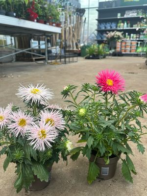 Zomeraster (Aster) OP=OP