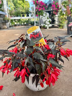Begonia hangplant OP=OP