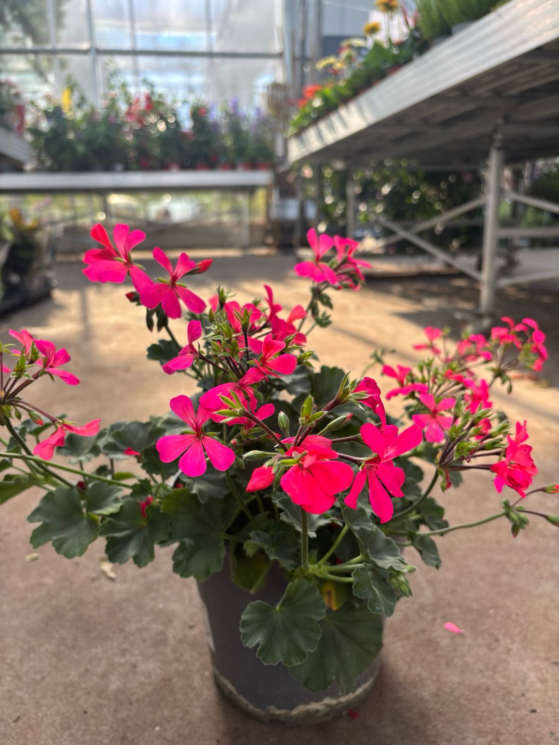 Geranium (perkplant) OP=OP Geranium (perkplant) OP=OP