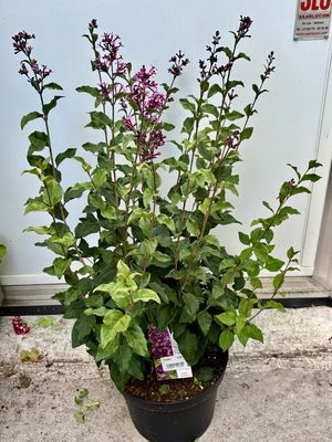 Syringa Dark Purple (Sering paars) OP=OP Syringa Dark Purple (Sering paars) OP=OP