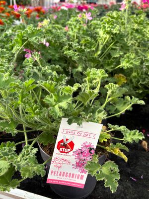 Geranium anti mug (Citroen Geranium) OP=OP