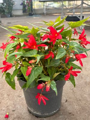 Begonia in staande pot OP=OP