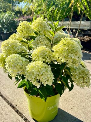 Hydrangea 'Whitelight' en Pinklight (Pluimhortensia) OP=OP