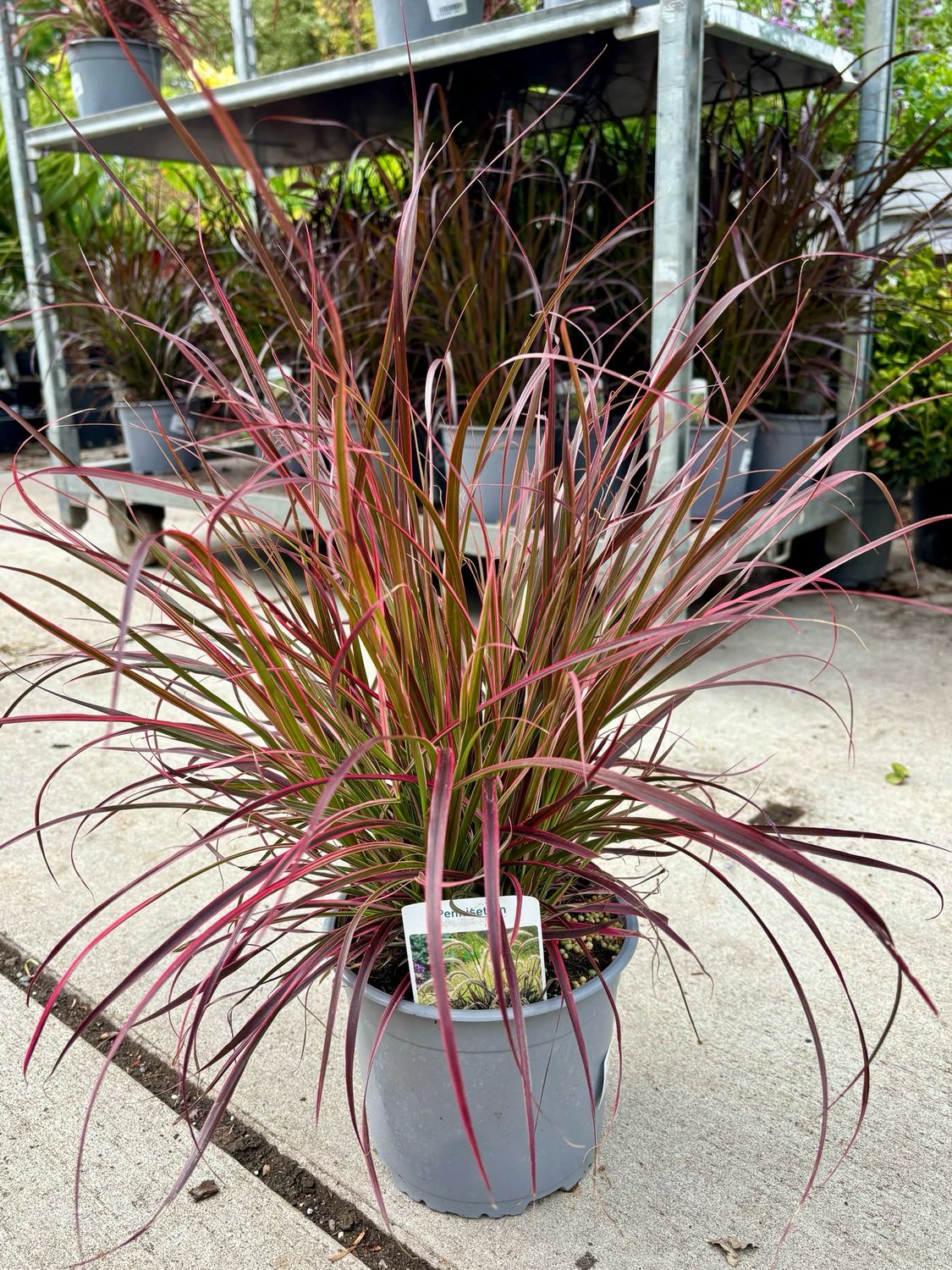 Pennisetum advena 'Rubrum' (Lampepoetsersgras Rood ) OP=OP Pennisetum advena 'Rubrum' (Lampepoetsersgras Rood ) OP=OP