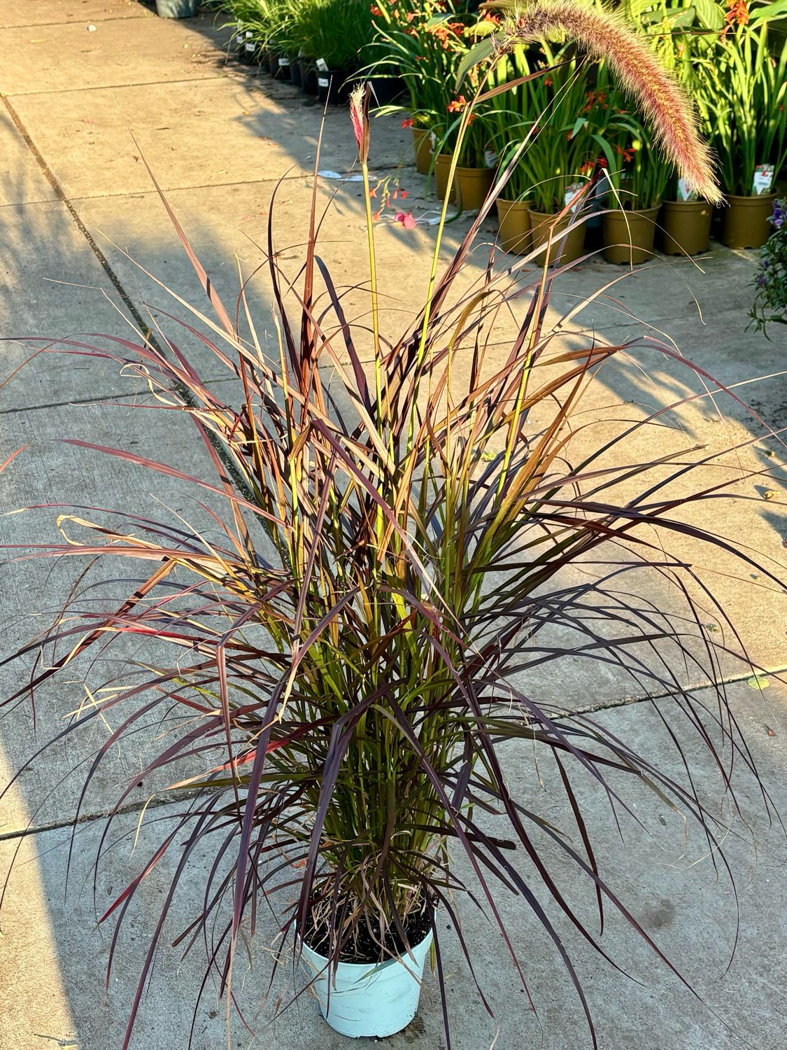 Pennisetum advena 'Rubrum' (Lampepoetsersgras Rood ) OP=OP