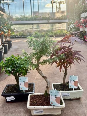 Bonsai OP=OP Bonsai OP=OP