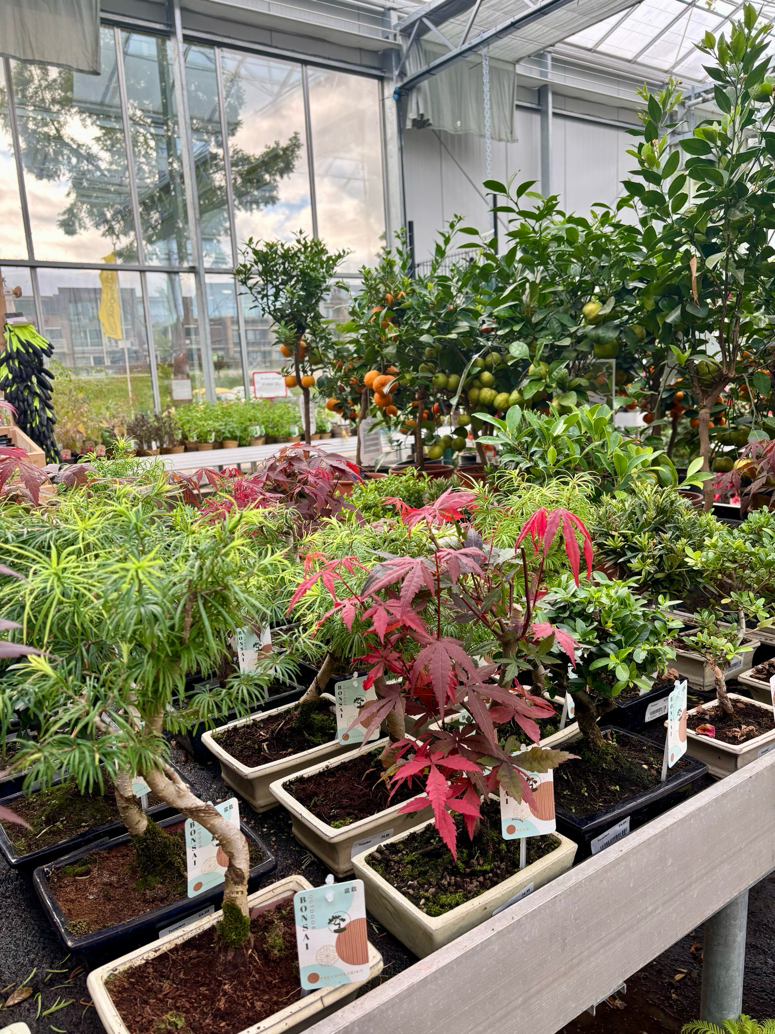 Bonsai OP=OP