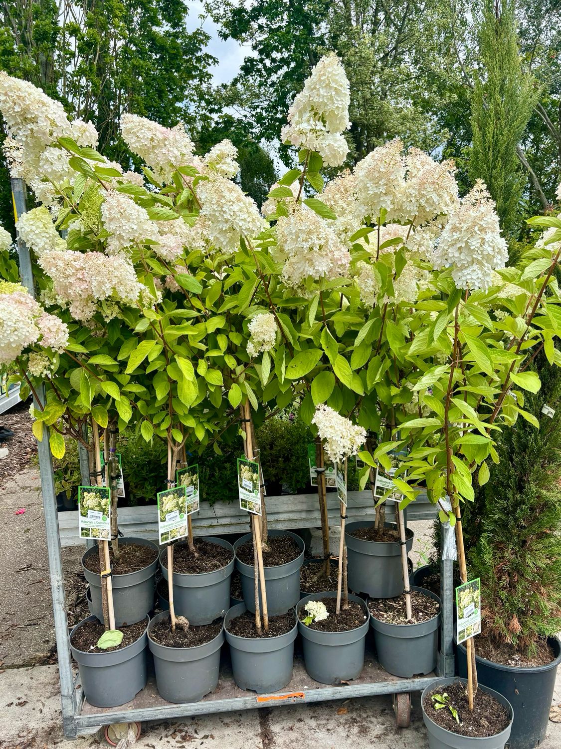 Hydrangea ‘Grandiflora’ (Pluimhortensia op stam) OP=OP