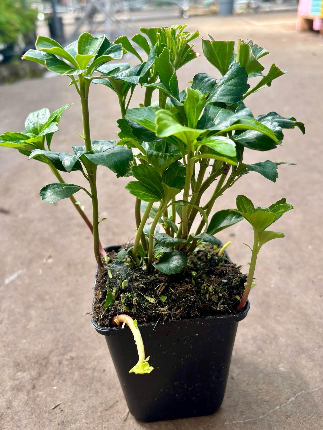 Pachysandra (schaduwkruid) OP=OP