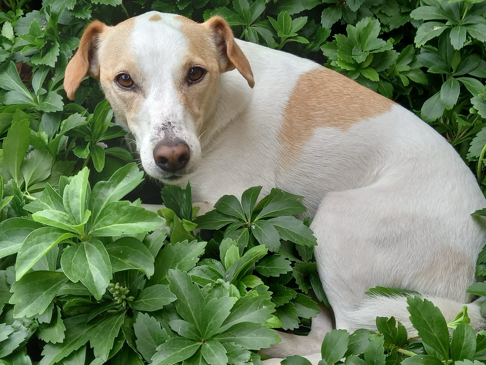 Pachysandra (schaduwkruid) OP=OP