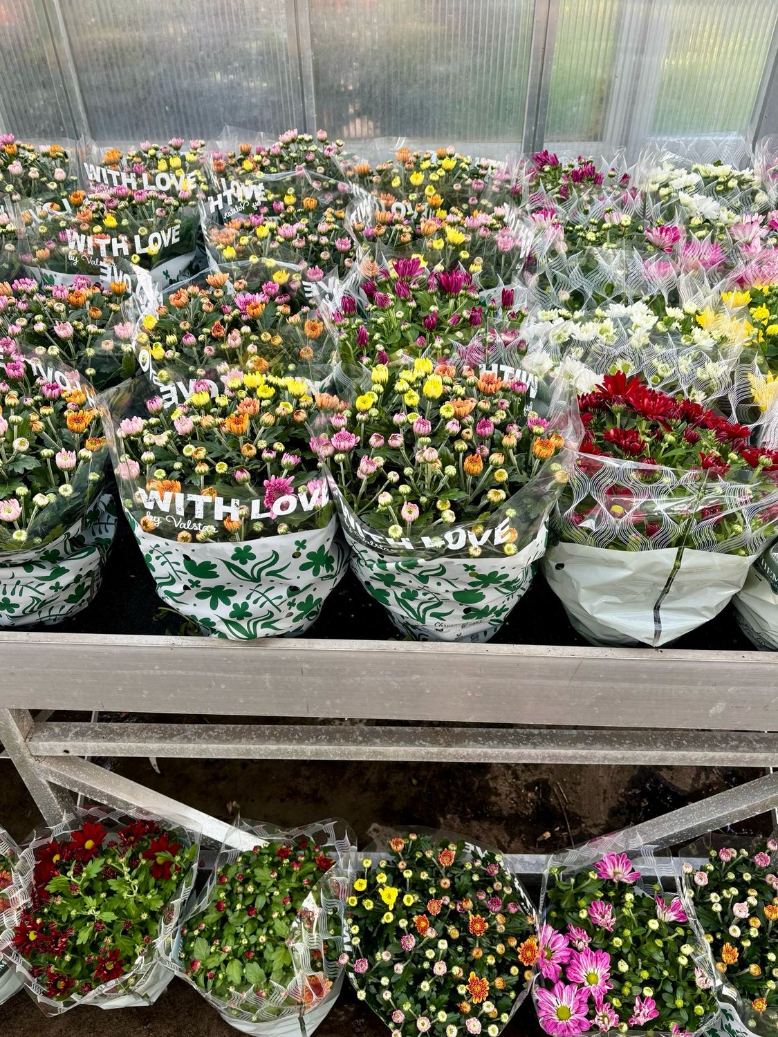 Chrysanten OP=OP