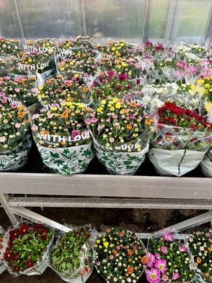 Chrysanten OP=OP