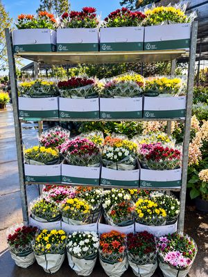 Chrysanten OP=OP