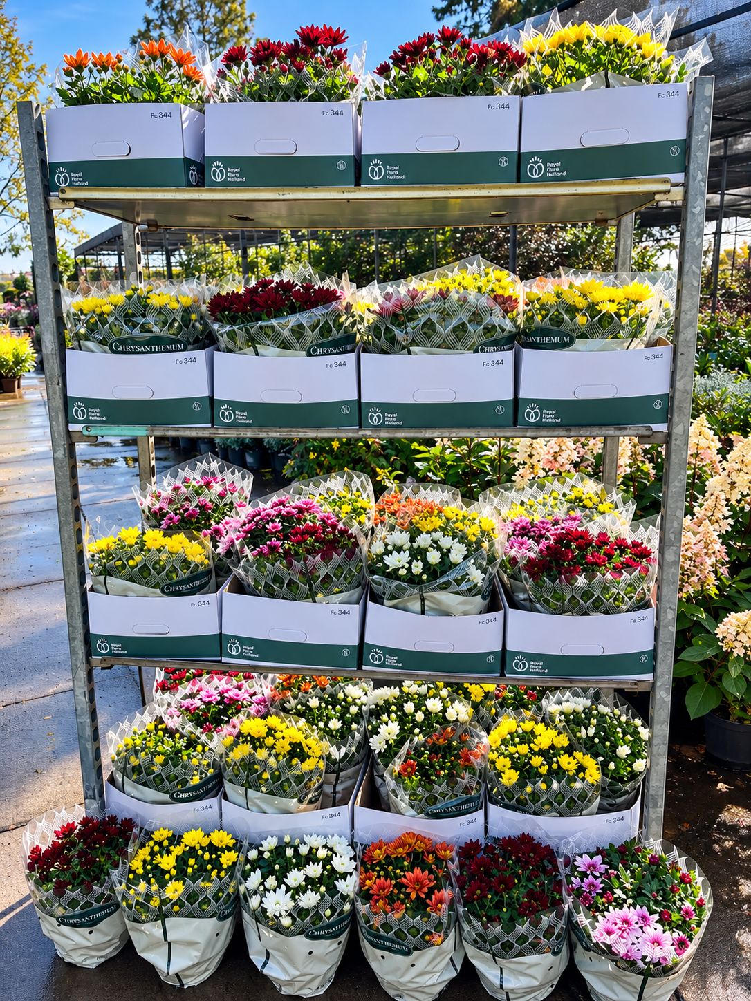 Chrysanten OP=OP