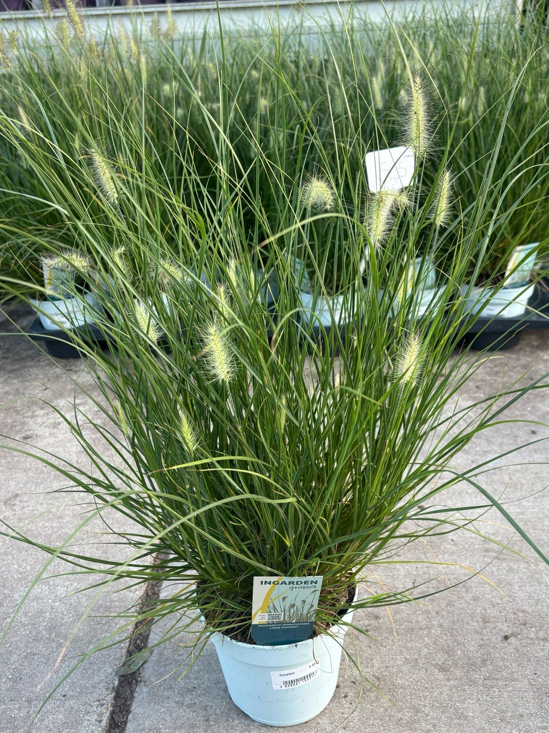 Pennisetum alopecuroides 'Little Hameln' (Lampenpoetsersgras) OP=OP