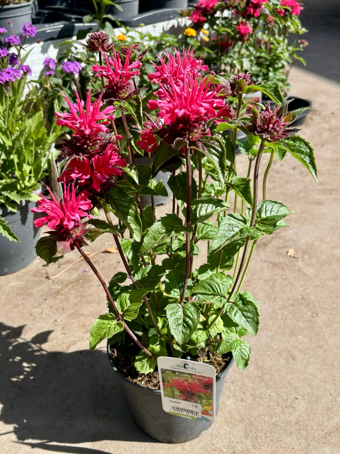 Monarda (Gewone bergamotplant) OP=OP Monarda (Gewone bergamotplant) OP=OP