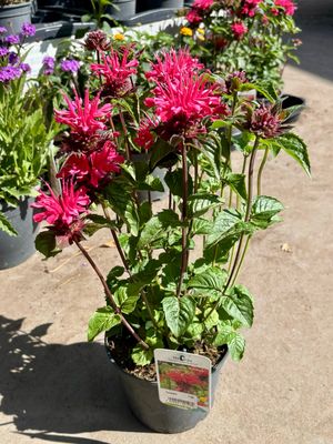 Monarda (Gewone bergamotplant) OP=OP Monarda (Gewone bergamotplant) OP=OP