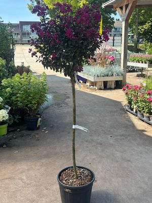 Lagerstroemia indica 'Rhapsody in Blue' (Indische Sering op stam) Lagerstroemia indica 'Rhapsody in Blue' (Indische Sering op stam)