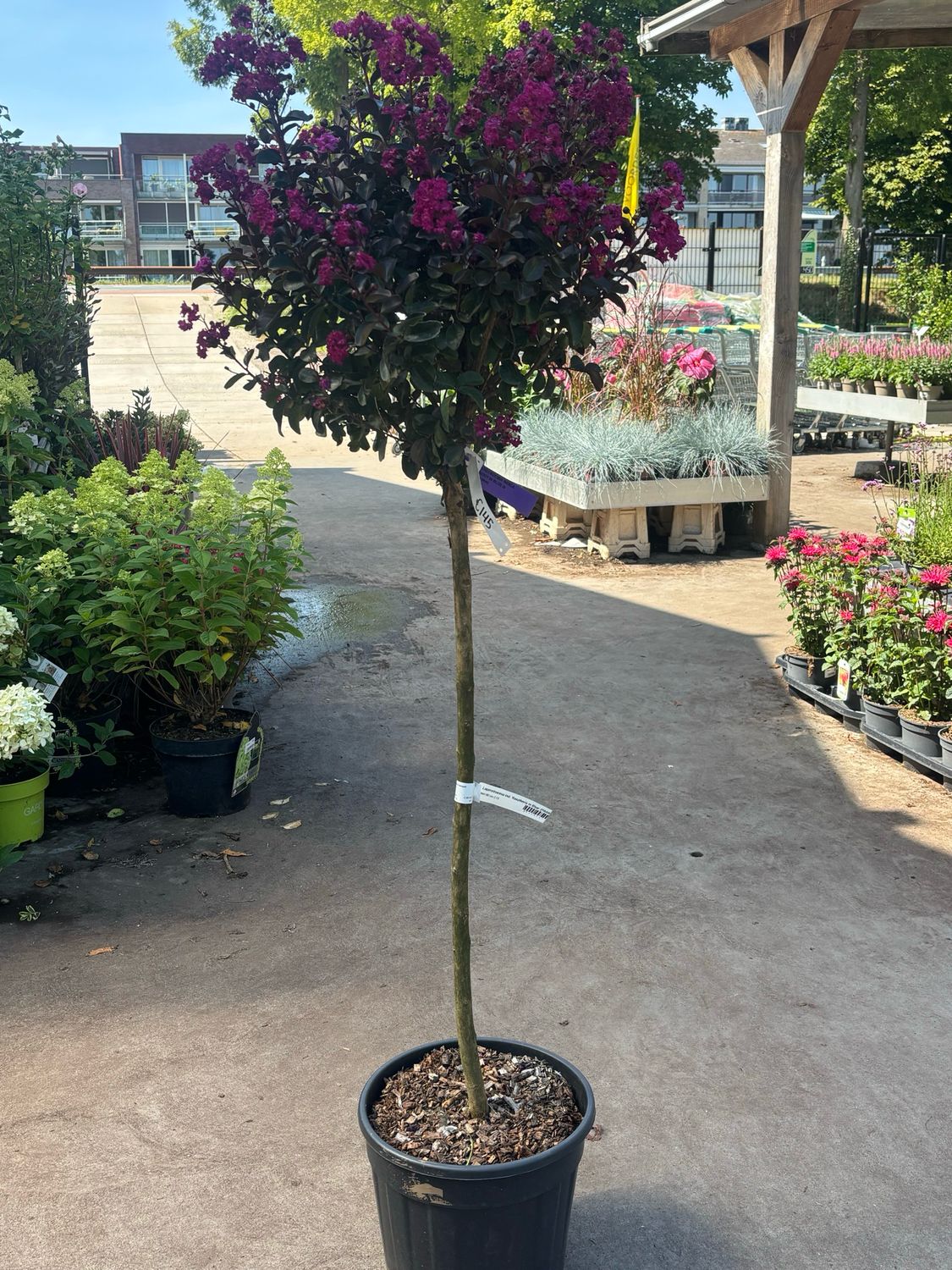 Lagerstroemia indica 'Rhapsody in Blue' (Indische Sering op stam) Lagerstroemia indica 'Rhapsody in Blue' (Indische Sering op stam)
