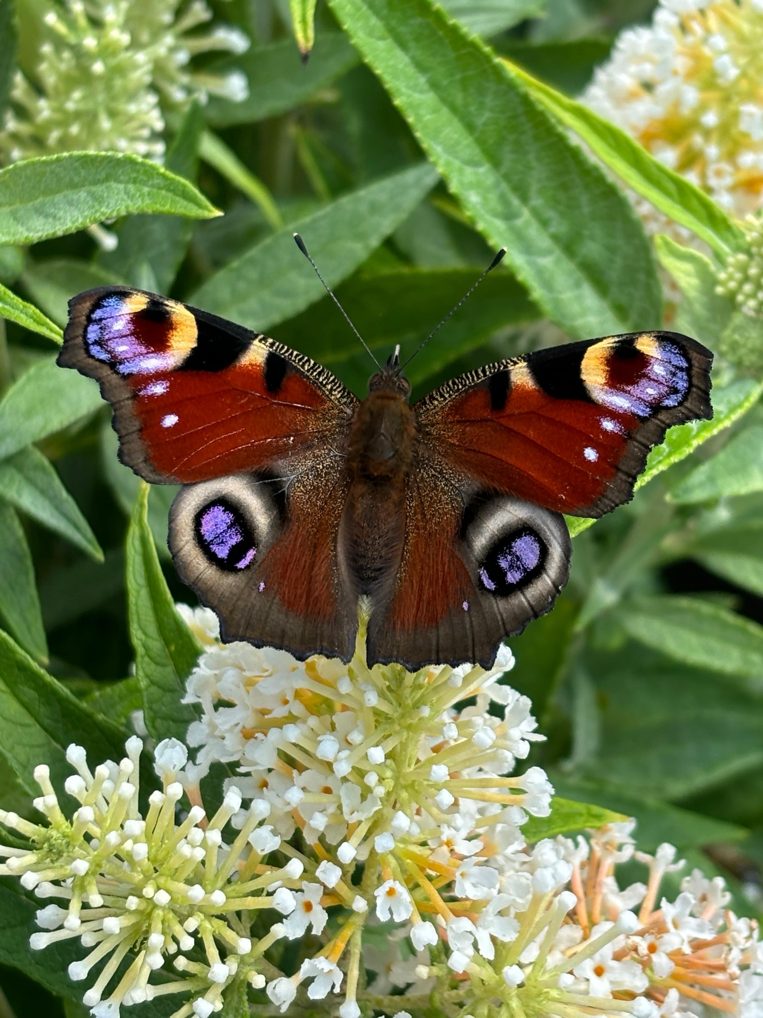 Buddleja (Vlinderstruik Klein blijvend) verschillende soorten OP=OP