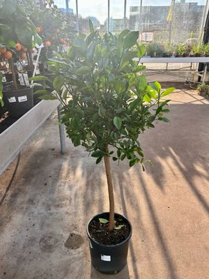 Citrus Mitis 'Calamondin' (Sinaasappelboom) OP=OP Citrus Mitis 'Calamondin' (Sinaasappelboom) OP=OP