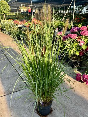 Pennisetum alopecuroides ‘Moudry’ (Lampenpoetsersgras) OP=OP Pennisetum alopecuroides ‘Moudry’ (Lampenpoetsersgras) OP=OP
