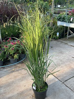 Panicum virgatum 'Northwind' (Vingergras) OP=OP Panicum virgatum 'Northwind' (Vingergras) OP=OP
