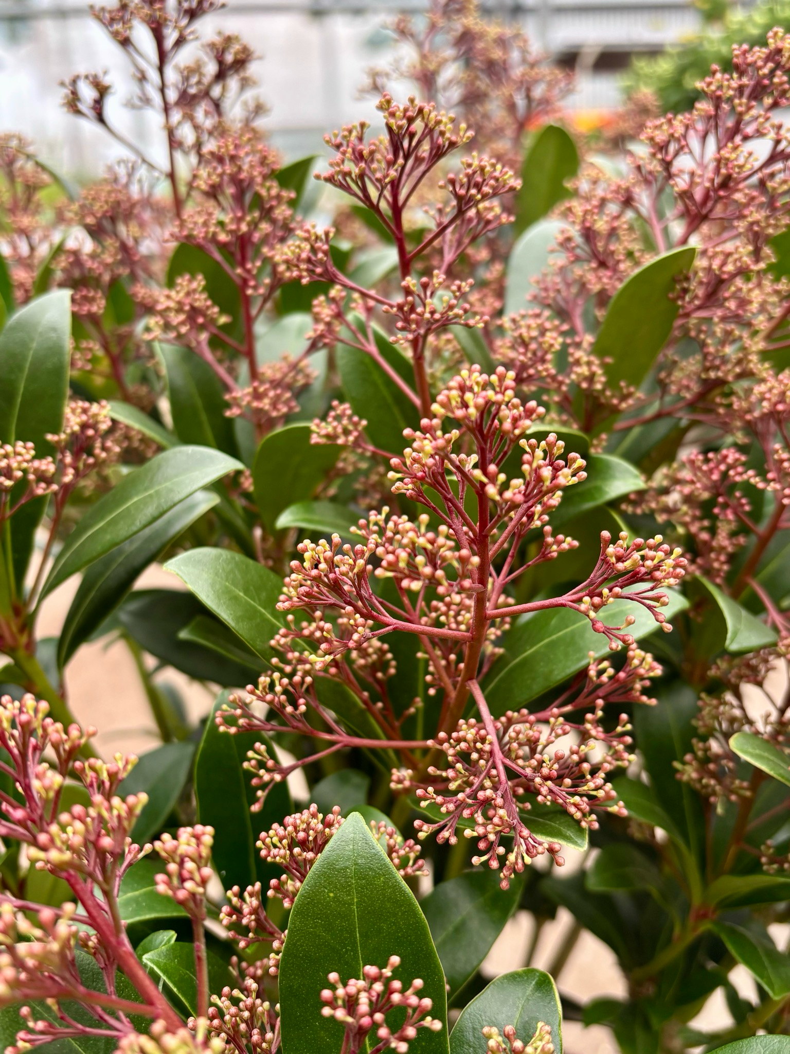 Skimmia (Skimmia rood) OP=OP