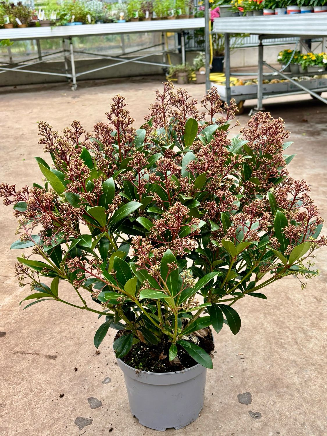 Skimmia (Skimmia rood) OP=OP