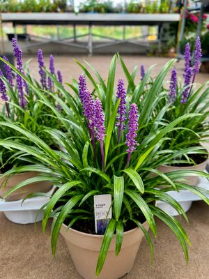Liriope muscari (Leliegras) OP=OP