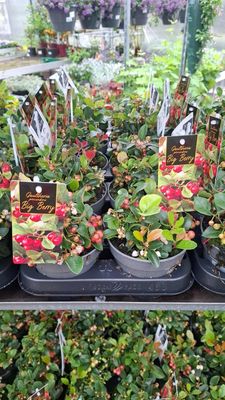 Gaultheria Big Berry (Bergthee) OP=OP Gaultheria Big Berry (Bergthee) OP=OP