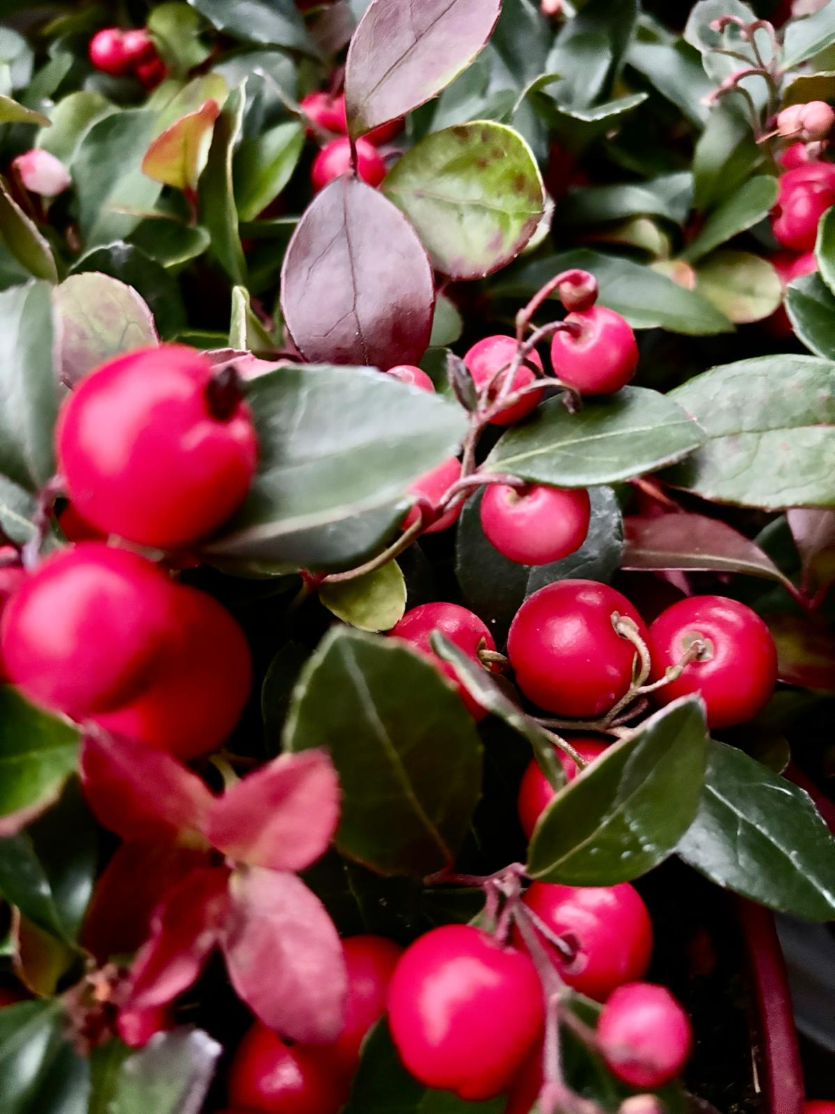 Gaultheria Big Berry (Bergthee) OP=OP