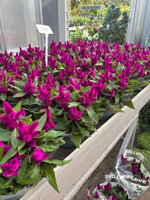 Celosia arg. SP 'Wild Pink' (Pluimhanekam) OP=OP Celosia arg. SP 'Wild Pink' (Pluimhanekam) OP=OP