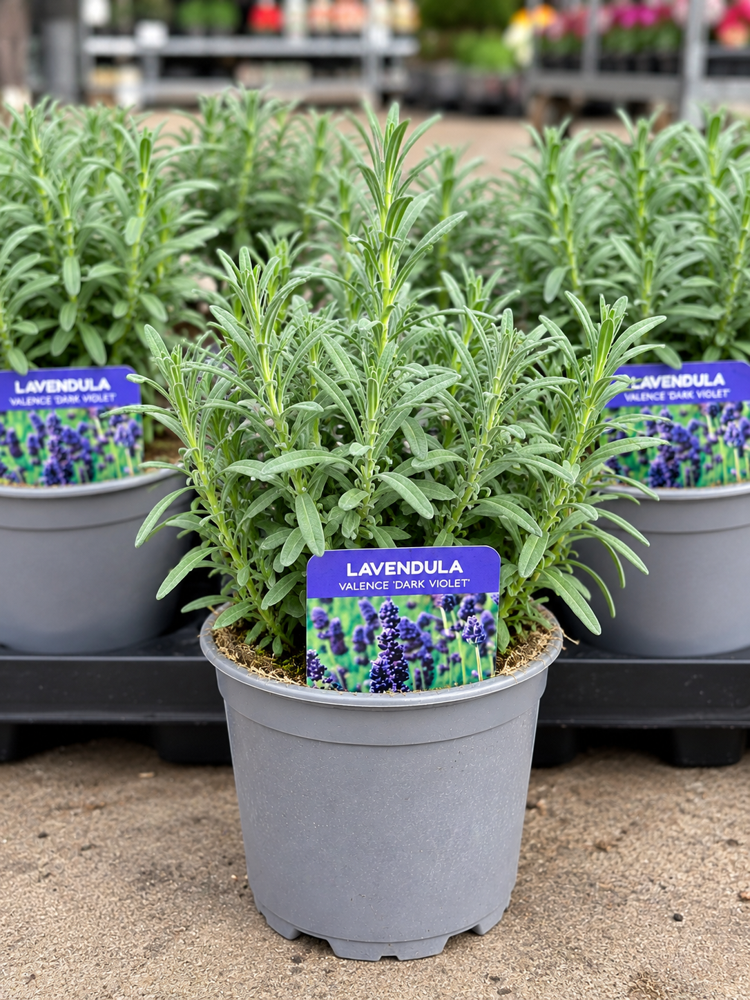 Lavandula angustifolia 'Valence Dark Violet (Lavendel) OP=OP