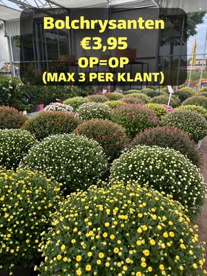 Bolchrysant (MAX 3 PER KLANT) OP=OP Bolchrysant (MAX 3 PER KLANT) OP=OP