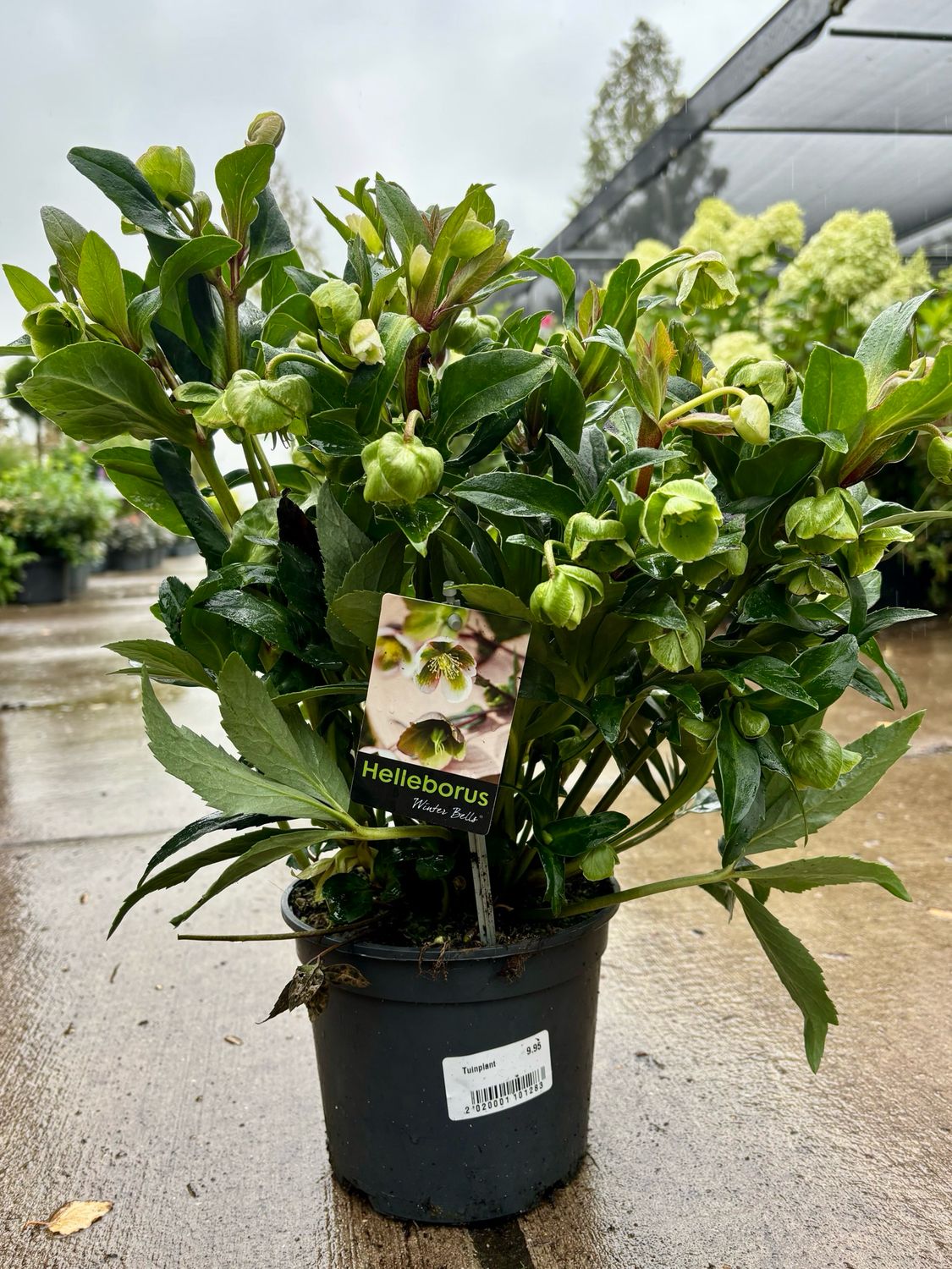 Helleborus  Winter Bellis (Kerstroos) OP=OP