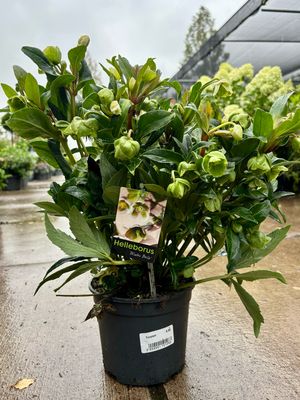 Helleborus  Winter Bellis (Kerstroos) OP=OP