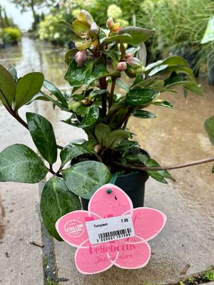 Helleborus Joie de Vivre (Kerstroos) OP=OP