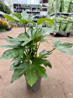 Fatsia japonica (Vingerplant) OP=OP Fatsia japonica (Vingerplant) OP=OP