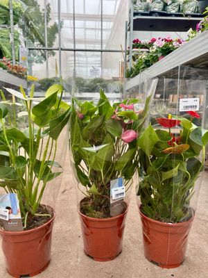Anthurium (kamerplant) OP=OP