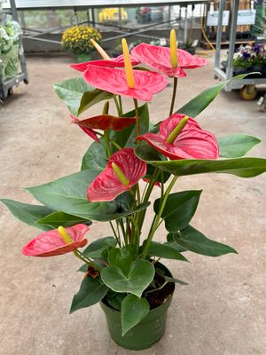 Anthurium (kamerplant) OP=OP