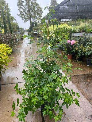 Liquidambar styraciflua (Amberboom) zuilvorm OP=OP