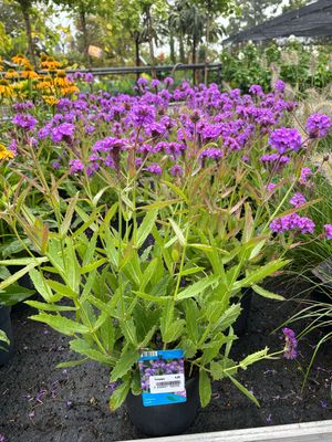 Verbena Rigida (Ijzerhard) OP=OP