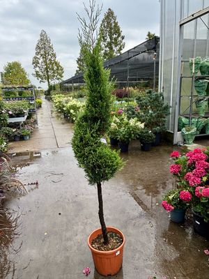(Cupressocyparis) Leylandii Gold Spiraal op stam
