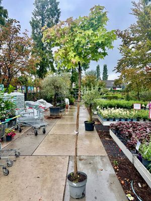 Liquidambar 'Gum Ball' (Amberboom op stam ) OP=OP Liquidambar 'Gum Ball' (Amberboom op stam ) OP=OP