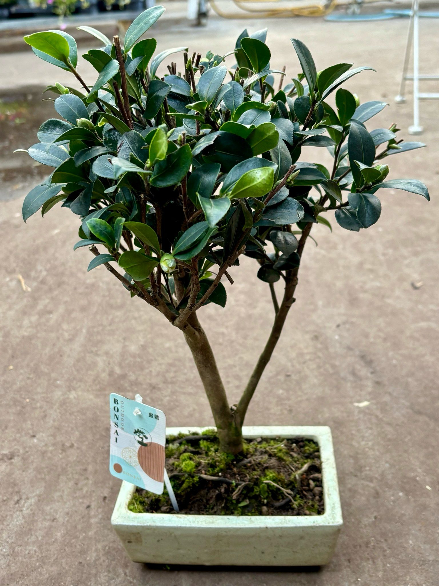 Camelia japonica Bonsai (Camelia) OP=OP